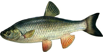 golavl